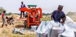 Nigeria moves to import GM wheat to lower local food prices