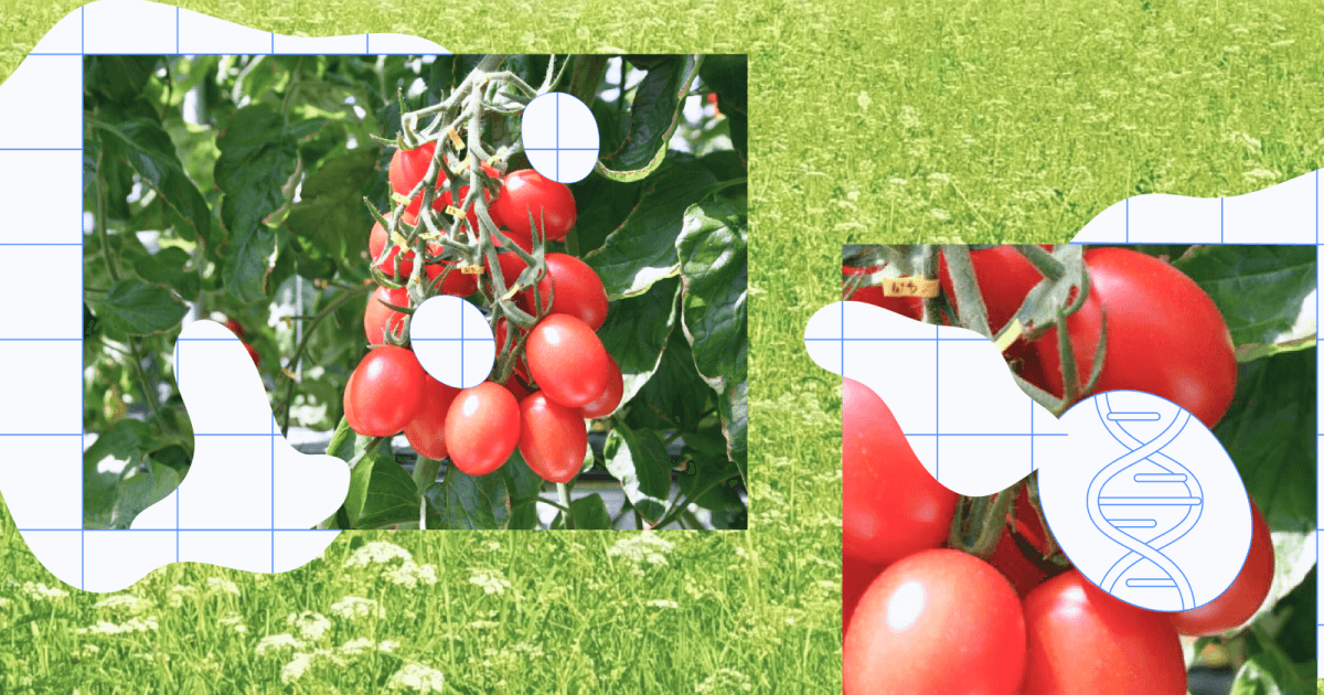 gene edited tomato web thumb x
