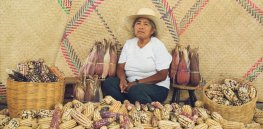 ‘Lose-lose situation’: Mexico’s ban on genetically modified corn worsening food security and increasing inflation