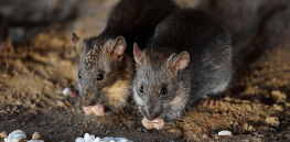 ‘Reviving extinct species’: Can freeze dried skin cells rescue endangered animals?