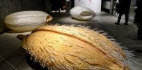Rice with longer roots, faster growth and up to 40% higher yields with just a gene editing tweak