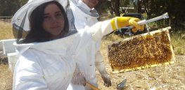 ‘Unstoppable’ Varroa mites killing bees in Australia. Molecular keys may provide a way to protect the vulnerable honeybee
