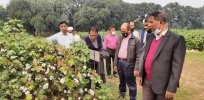 Facing rising pesticide and labor costs, Bangladesh poised to approve sustainable insect-resistant Bt GMO cotton