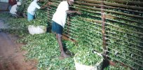 Sri Lanka’s pro organic/no pesticide policy fiasco brings woes to country’s once-flourishing tea industry
