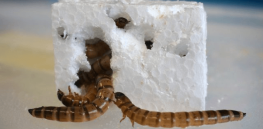Natural solution for litter? Maybe worms can solve our Styrofoam problem