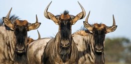 Next up on the lab-grown meat menu? Wild animals like wildebeest, springbok and impala
