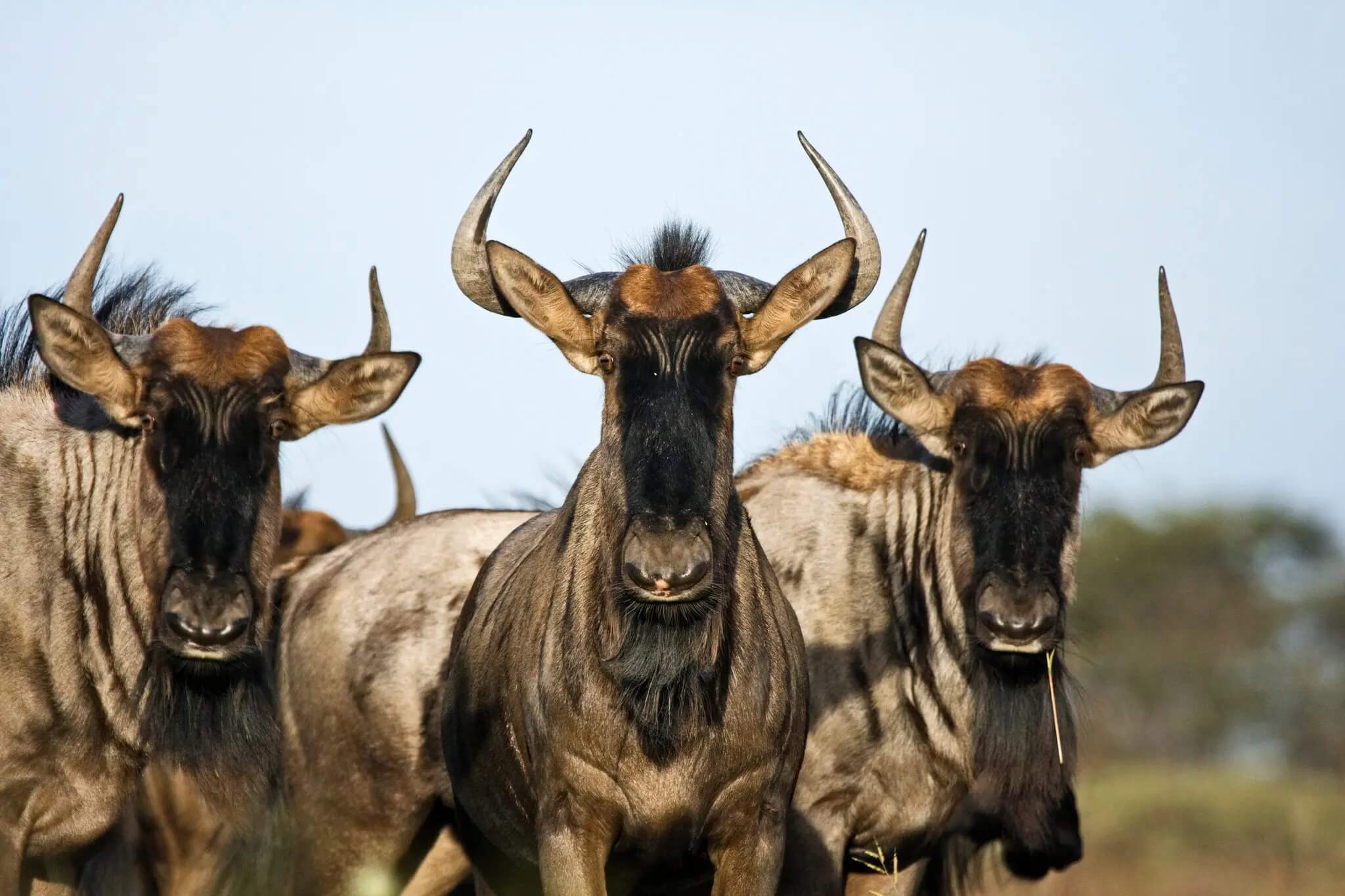 Next up on the lab-grown meat menu? Wild animals like wildebeest, springbok  and impala - Genetic Literacy Project