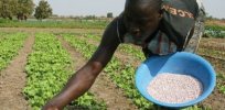 Better seeds and biotechnology can boost Africa’s crop productivity, study finds