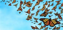 Viewpoint: Could a GMO herbicide-resistant milkweed help save the Monarch butterfly?