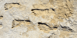Discovering 'ghost footprints': Did humans come to North America tens of thousands of years earlier than we thought?
