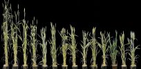 Challenging global wheat shortage: Finding ‘hidden breeding resources’ to supercharge yields