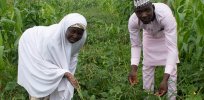 Here’s how GMO cowpea would transform the lives of Ghanian farmers