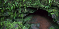 Could alien life survive harsh environments? Green slime dug up in lava caves offers an intriguing theory
