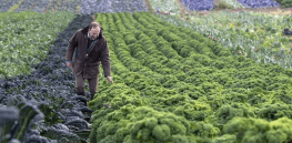 Viewpoint: Ensuring sustainable agriculture — Should organic and small farms get special federal tax breaks or subsidies?