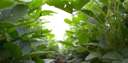 Boosting photosynthesis: GMO soy bean trial demonstrates 25% jump in yield