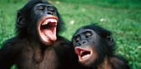 Why do humans speak while apes do not? An evolutionary explanation