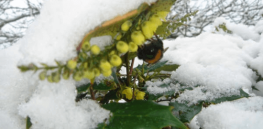 Why are bumblebees dying? New study concludes climate change is causing earlier springs, awakening them from winter slumber before flowers ready for pollination