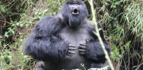 ’Ahem'? Captive gorillas created a sound specifically to get humans’ attention