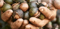 Most expensive nuts in the world: Genomics could transform how we grow macadamia nuts