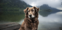 Is your aging dog showing signs of forgetfulness? New insights on how canine brains age