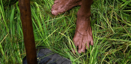 With chemical fertilizer supply still disrupted, Sri Lankan farmers struggle to feed their families