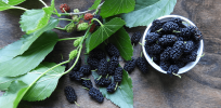 Killer herbal remedy: White mulberry leaf herbal treatment marketed for diabetes and weight loss blamed for death of US Rep. Tom McClintock’s wife Lori