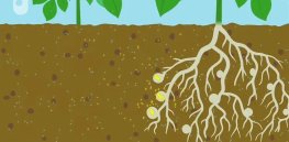 Can bacteria replace synthetic fertilizer?
