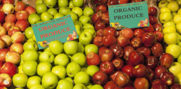 Viewpoint: GM vs organic crops — How to feed the world without destroying it