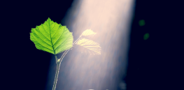 GMO photosynthesis breakthrough: Genetically-tweaked food crops harness sunlight 20% more efficiently