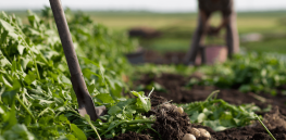 Selling a myth: Former OXFAM development expert on why agroecology cannot address global food security