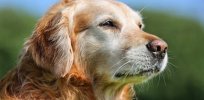 Doggy dementia: Here’s what you need to know to protect your pet