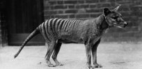 Tasmanian tiger: Scientists hope to revive this marsupial from extinction