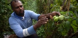 Glyphosate re-approved for Sri Lanka import as country attempts to recover from failed organic-only experiment