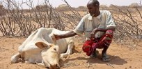 Kenyan farming experts urge permanent lift of GM ban to address animal feed shortage