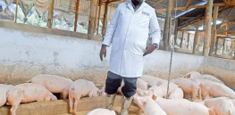 Zambia’s traditional pig farmers poised to embrace reproductive biotechnology in break from European-inspired anti-biotech sentiments 