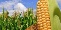 Viewpoint: EU’s approval to import genetically engineered corn for human consumption opens door for Africa to follow suit