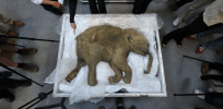 Why resurrecting near-replicas of extinct woolly mammoths might work