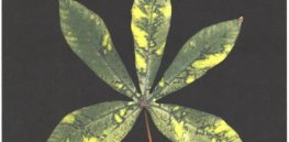 CRISPR tackles deadly cassava mosaic virus disease