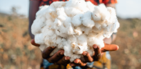Suffering from devastating pest infestations, Ethiopian cotton farmers resort to using illegally smuggled GMO seeds that have controlled the same problem in Brazil