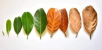 leaf evolution