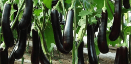 65,000 Bangladeshi farmers now grow GMO insect-resistant eggplant as production soars among local farms