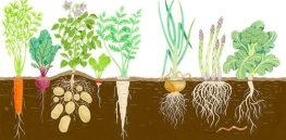 Global food consumption is rising, along with the need for carbon-emitting nitrogen fertilizer. Here’s what scientists are doing to address this fast-approaching crisis