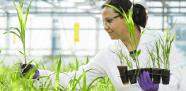 Viewpoint: ‘Crop safety lacks scientific rigor’ — Academic panel argues for modernized regulations in light of technological advances