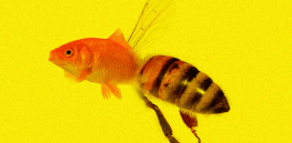Not The Onion: California Supreme Court rules bumbles are fish — but justices say state species protection act is poorly worded
