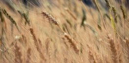 Spraying wheat with bacteria? This seed coating helps plants pull nutrients from the soil and increases yields
