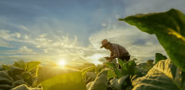 Viewpoint: Canada’s embrace of relaxed crop gene editing guidelines opens doors to innovation