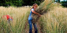 What are the barriers to engineering perennial, high-yield grain crops?