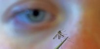 Are you a mosquito magnet? Blame it on the insect's unique sense of smell — and your unique odor