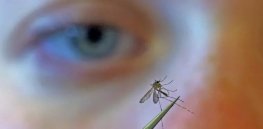 Are you a mosquito magnet? Blame it on the insect's unique sense of smell — and your unique odor