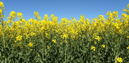 Irish farmers hope to avoid oilseed rape crop failures encouraged in part by neonicotinoid insecticide limits